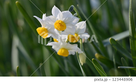 スイセン(水仙：narcissus) 123448906