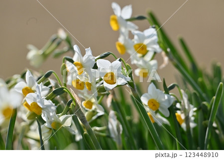 スイセン(水仙：narcissus) 123448910