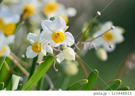 スイセン(水仙:narcissus) スイセン(水仙:narcissus) 123448913