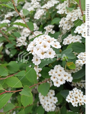 White spirea flowers blooming in clusters White spirea flowers blooming in clusters 123449511