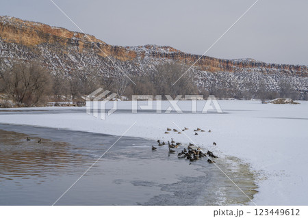Winter scenery in northern Colorado with Canadian geese on a partially frozen lake 123449612