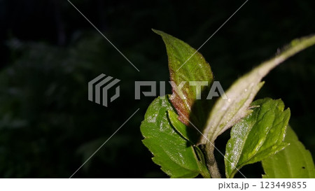 Very beautiful plant leaf wallpaper. 123449855