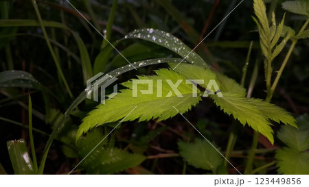 Very beautiful plant leaf wallpaper. Very beautiful plant leaf wallpaper. 123449856