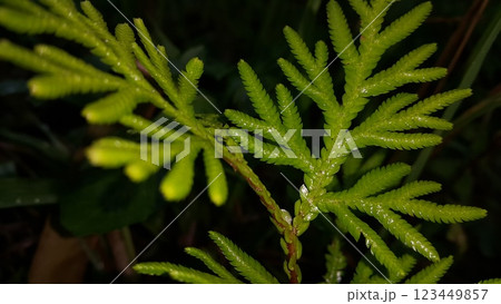 Very beautiful plant leaf wallpaper. Very beautiful plant leaf wallpaper. 123449857