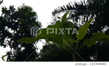 Photos of plant leaves taken in the forest. 123449869