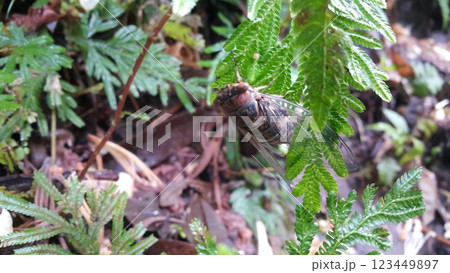 A big cricket in summer, close up. Cicada Lyristes Plebejus. A big cricket in summer, close up. Cicada Lyristes Plebejus. 123449897