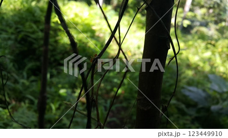 Weaver ants on plant stems. Weaver ants on plant stems. 123449910