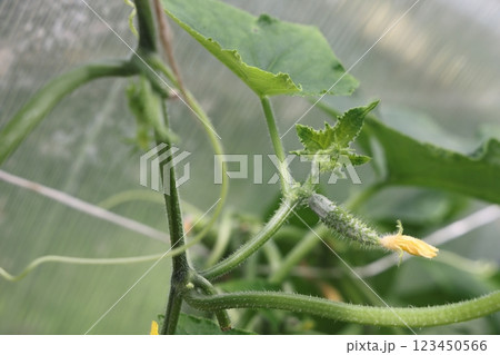 The growth and blooming of greenhouse cucumbers hanging on a branch. Close-up, selective focus. The growth and blooming of greenhouse cucumbers hanging on a branch. Close-up, selective focus. 123450566