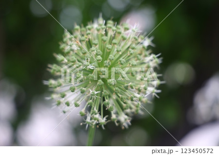 Purple lilac caps of flowering garden onions, flowering of allium ornamental onions Purple lilac caps of flowering garden onions, flowering of allium ornamental onions 123450572