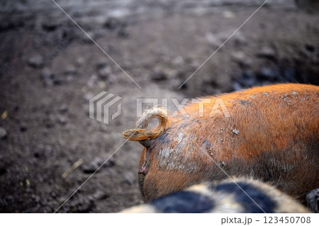 Curled muddy tail of a adult pig in a dirty pigsty 123450708