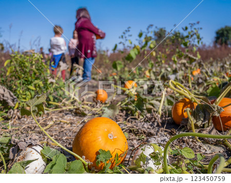 School Class field trip to a pumpkin patch in the fall School Class field trip to a pumpkin patch in the fall 123450759