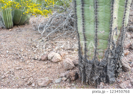 bacterial or fungal infection causing cactus trunk rot bacterial or fungal infection causing cactus trunk rot 123450768