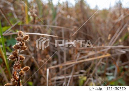 Selective focus on the cocklebur seed pod of a Xanthium plant in the fall. Selective focus on the cocklebur seed pod of a Xanthium plant in the fall. 123450770