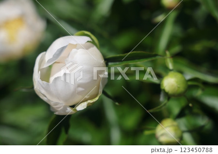 Peonies flower bloom on background of blurry peonies flower in peonies garden. 123450788