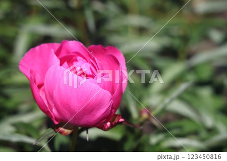 Peonies flower bloom on background of blurry peonies flower in peonies garden. 123450816