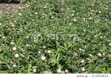 Peonies flower bloom on background of blurry peonies flower in peonies garden. 123450818