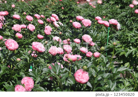 Peonies flower bloom on background of blurry peonies flower in peonies garden. 123450820