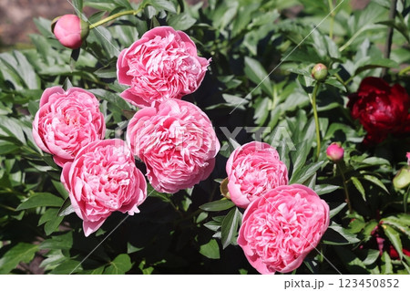 Peonies flower bloom on background of blurry peonies flower in peonies garden. Peonies flower bloom on background of blurry peonies flower in peonies garden. 123450852