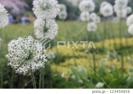 Purple lilac caps of flowering garden onions, flowering of allium ornamental onions, Purple lilac caps of flowering garden onions, flowering of allium ornamental onions, 123450858