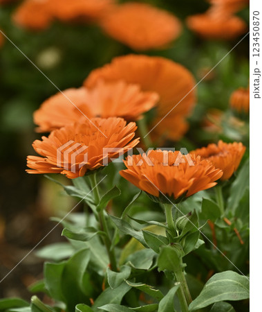 キンセンカ (カレンデュラ:Calendula officinalis) キンセンカ (カレンデュラ:Calendula officinalis) 123450870