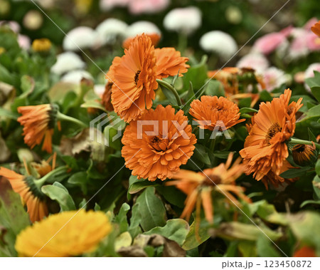 キンセンカ (カレンデュラ：Calendula officinalis) 123450872
