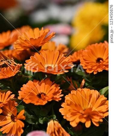 キンセンカ (カレンデュラ：Calendula officinalis) 123450876