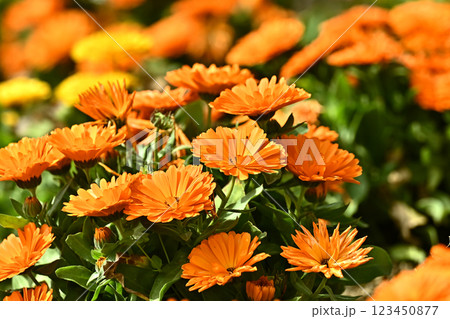 キンセンカ (カレンデュラ：Calendula officinalis) 123450877