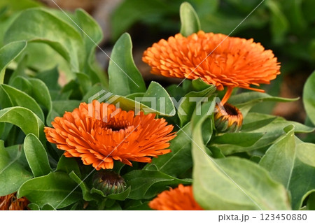 キンセンカ (カレンデュラ:Calendula officinalis) キンセンカ (カレンデュラ:Calendula officinalis) 123450880