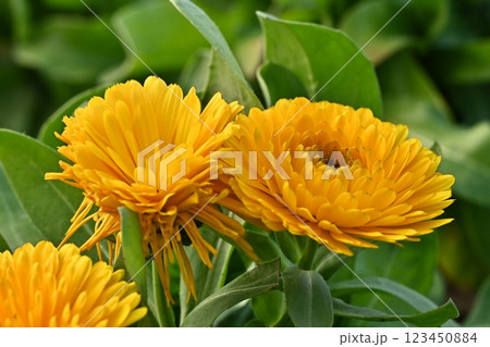 キンセンカ (カレンデュラ：Calendula officinalis) 123450884