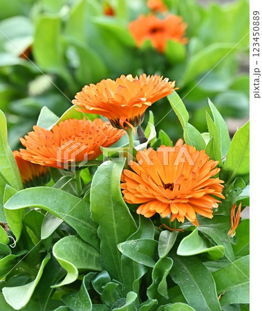 キンセンカ (カレンデュラ：Calendula officinalis) 123450889