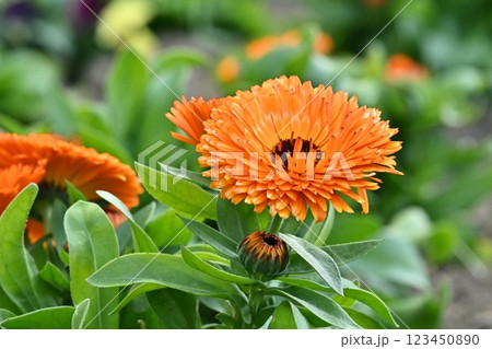 キンセンカ (カレンデュラ：Calendula officinalis) 123450890
