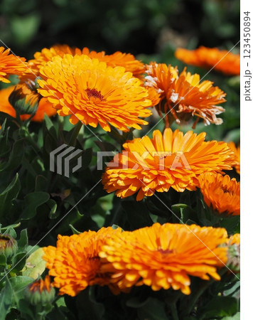 キンセンカ (カレンデュラ:Calendula officinalis) キンセンカ (カレンデュラ:Calendula officinalis) 123450894