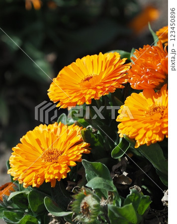 キンセンカ (カレンデュラ：Calendula officinalis) 123450896