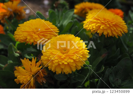 キンセンカ (カレンデュラ：Calendula officinalis) 123450899