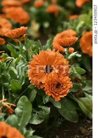キンセンカ (カレンデュラ：Calendula officinalis) 123450917