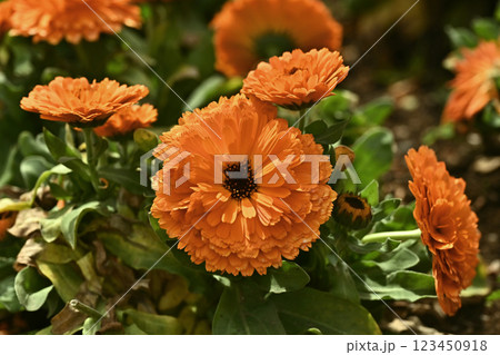 キンセンカ (カレンデュラ：Calendula officinalis) 123450918