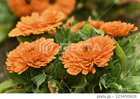 キンセンカ (カレンデュラ：Calendula officinalis) 123450920