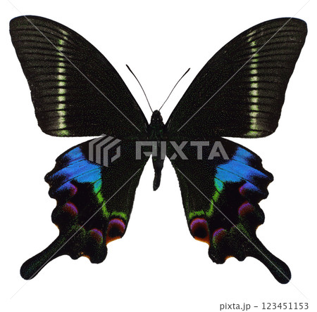 Swallowtail butterfly Papilio Krishna showcases its stunning multicolored wings against a white background, highlighting the intricate patterns and details of its vibrant colors. Swallowtail butterfly Papilio Krishna showcases its stunning multicolored wings against a white background, highlighting the intricate patterns and details of its vibrant colors. 123451153