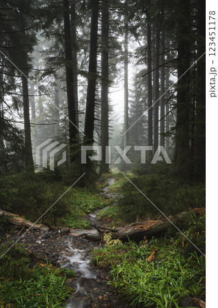 Misty forest with stream, tall trees, and fallen log. Misty forest with stream, tall trees, and fallen log. 123451178