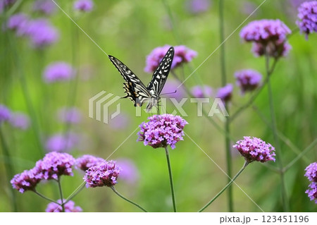 春イメージ(アゲハチョウ:Swallowtail butterfly / spring image) 春イメージ(アゲハチョウ:Swallowtail butterfly / spring image) 123451196