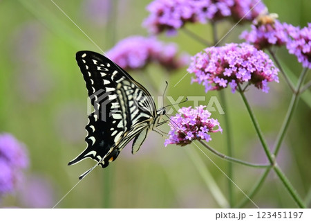 春イメージ(アゲハチョウ:Swallowtail butterfly / spring image) 春イメージ(アゲハチョウ:Swallowtail butterfly / spring image) 123451197