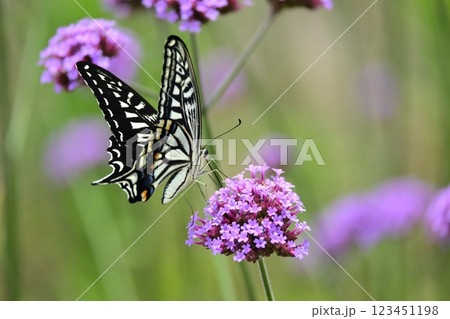 春イメージ(アゲハチョウ:Swallowtail butterfly / spring image) 春イメージ(アゲハチョウ:Swallowtail butterfly / spring image) 123451198