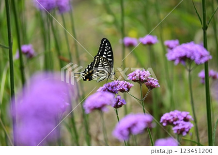 春イメージ(アゲハチョウ:Swallowtail butterfly / spring image) 春イメージ(アゲハチョウ:Swallowtail butterfly / spring image) 123451200