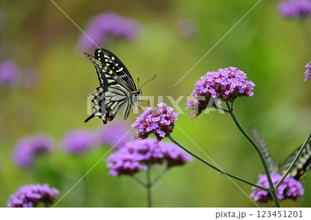 春イメージ(アゲハチョウ:Swallowtail butterfly / spring image) 春イメージ(アゲハチョウ:Swallowtail butterfly / spring image) 123451201
