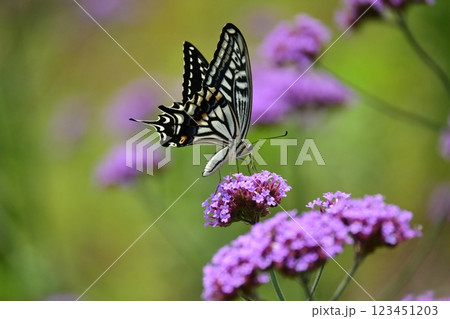 春イメージ(アゲハチョウ:Swallowtail butterfly / spring image) 春イメージ(アゲハチョウ:Swallowtail butterfly / spring image) 123451203