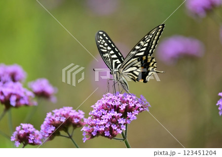 春イメージ(アゲハチョウ：Swallowtail butterfly / spring image) 123451204