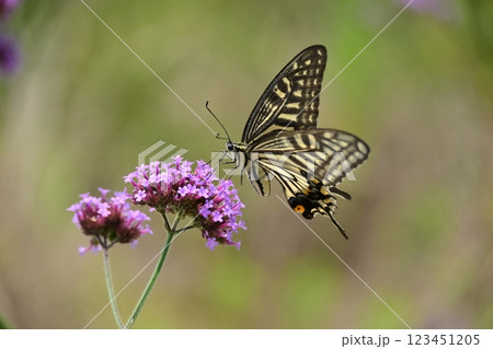 春イメージ(アゲハチョウ:Swallowtail butterfly / spring image) 春イメージ(アゲハチョウ:Swallowtail butterfly / spring image) 123451205