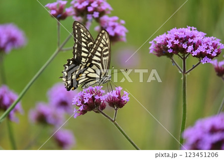 春イメージ(アゲハチョウ：Swallowtail butterfly / spring image) 123451206