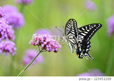 春イメージ(アゲハチョウ：Swallowtail butterfly / spring image) 123451209