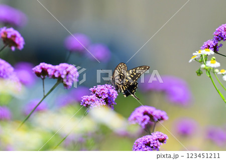 春イメージ(アゲハチョウ:Swallowtail butterfly / spring image) 春イメージ(アゲハチョウ:Swallowtail butterfly / spring image) 123451211